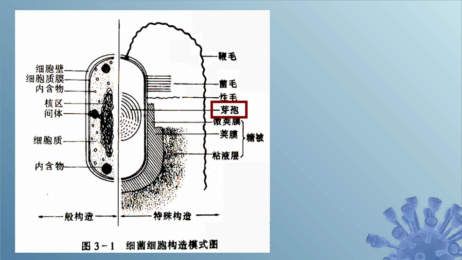 (23)--2.1.9 细菌的芽孢与伴孢晶体_第1页