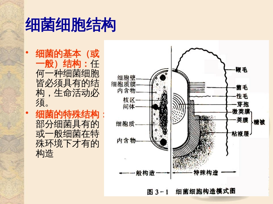 (25)--1.2.2细菌的细胞壁_第2页