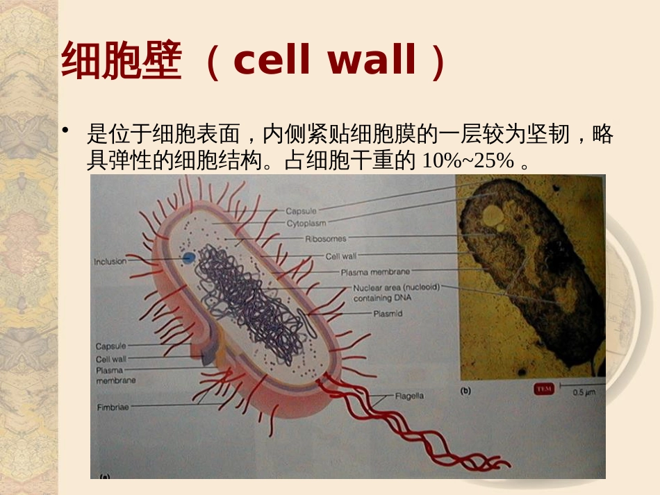 (25)--1.2.2细菌的细胞壁_第3页