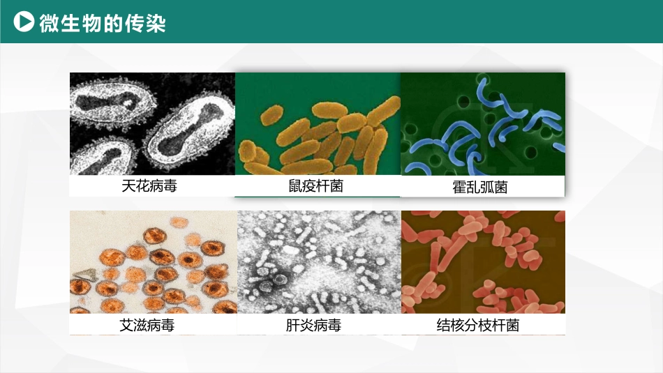 (28)--微生物的传染微生物学_第2页