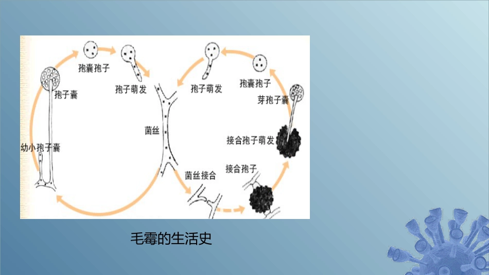 (34)--3.3.3 霉菌的繁殖微生物学_第2页