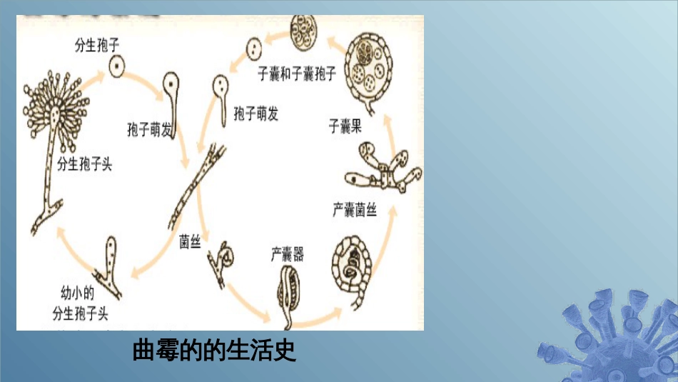 (34)--3.3.3 霉菌的繁殖微生物学_第3页