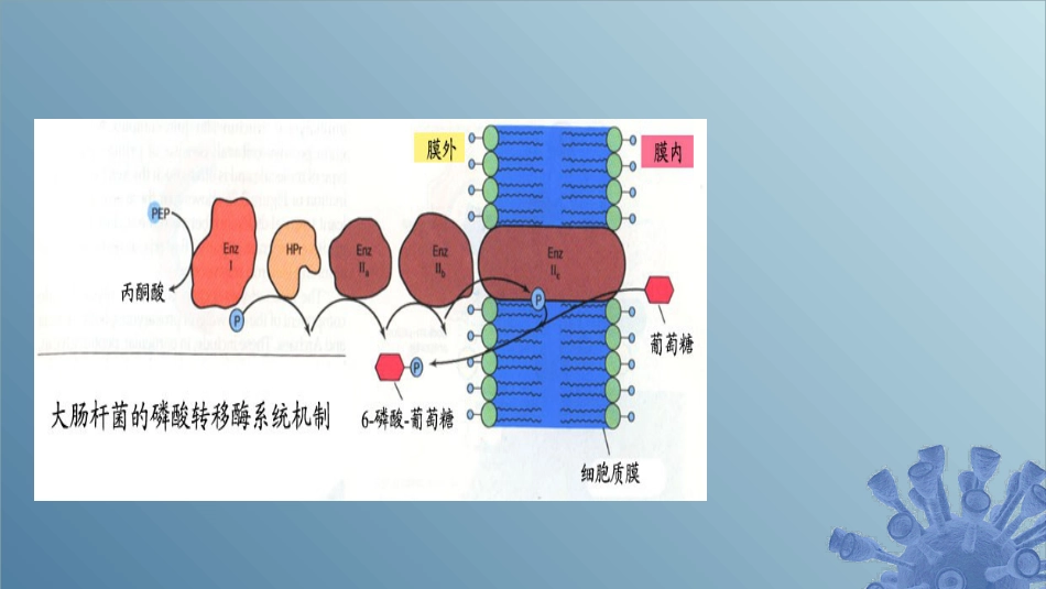 (43)--5.3.4 基团转位微生物学_第2页