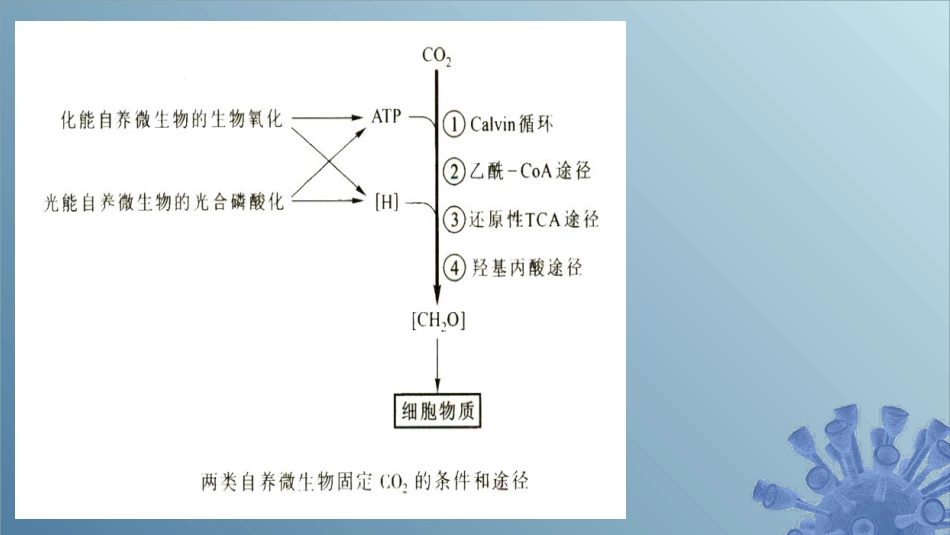 (50)--6.1.4 化能自养微生物产能_第1页