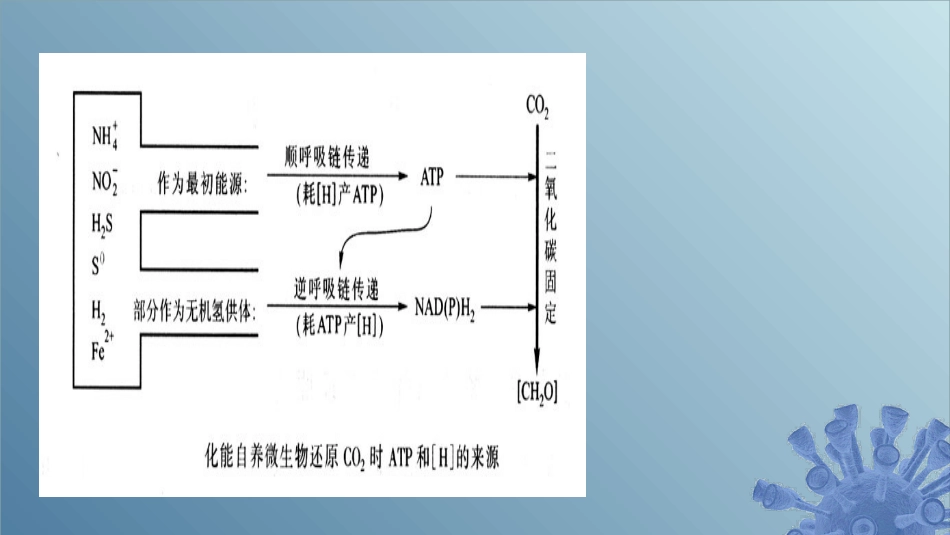 (50)--6.1.4 化能自养微生物产能_第3页