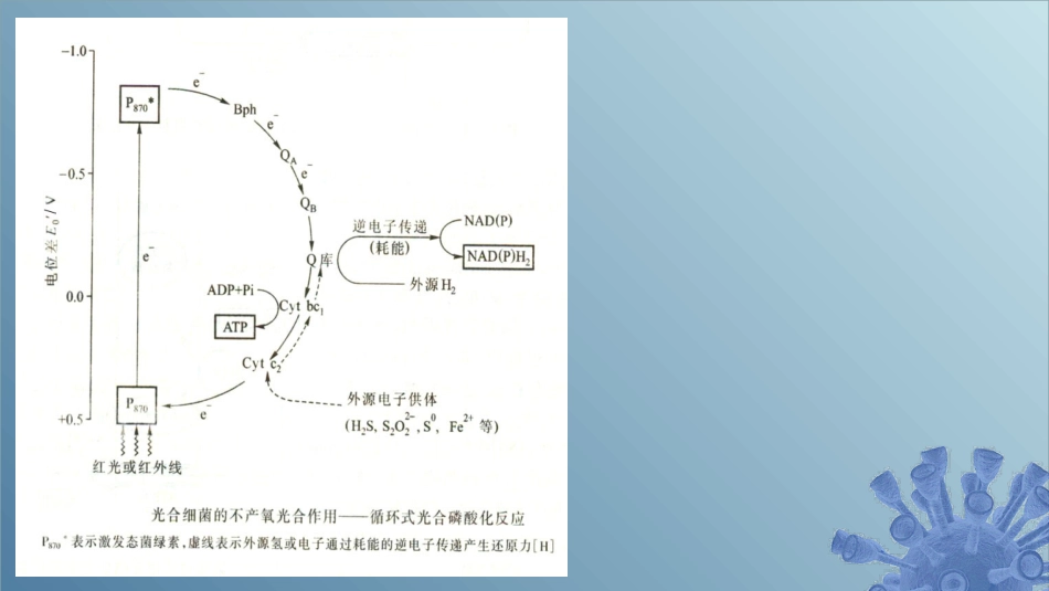 (51)--6.1.5 光能自养微生物产能_第3页