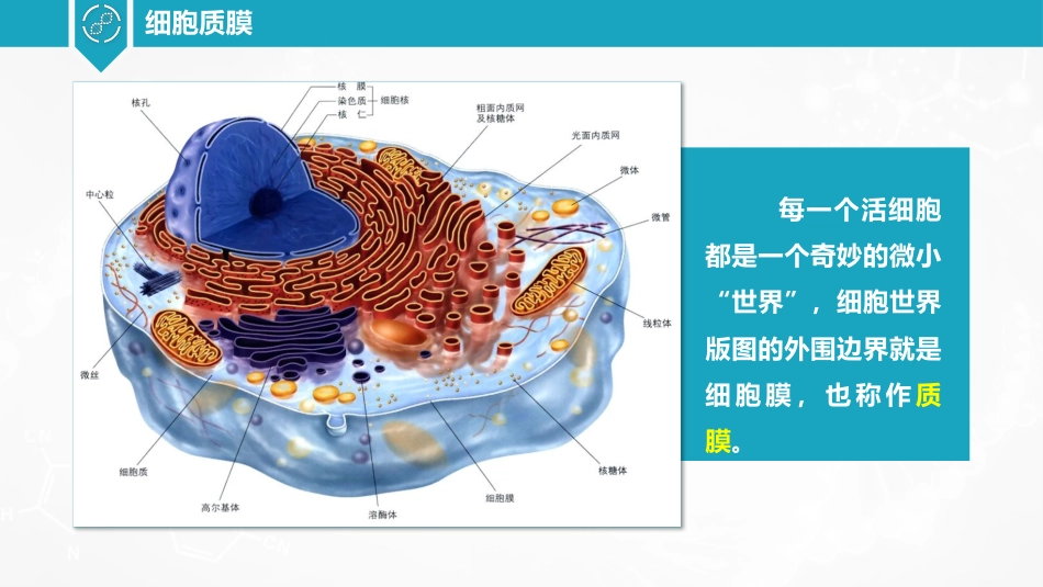 (3)--2.1细胞质膜研究简史和结构模型_第2页