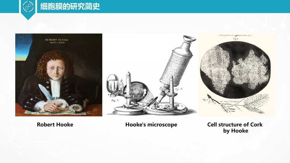 (3)--2.1细胞质膜研究简史和结构模型_第3页