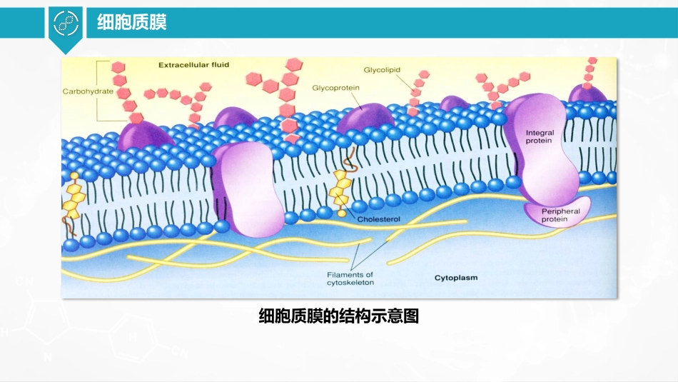 (4)--2.2细胞质膜的成分及其作用特点_第2页