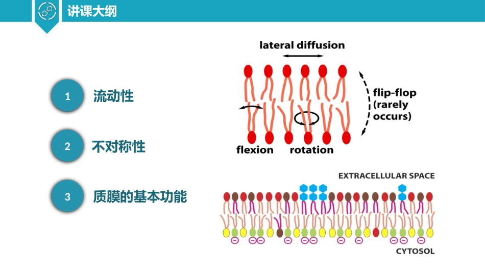 (5)--2.3细胞质膜的基本特征与功能_第2页