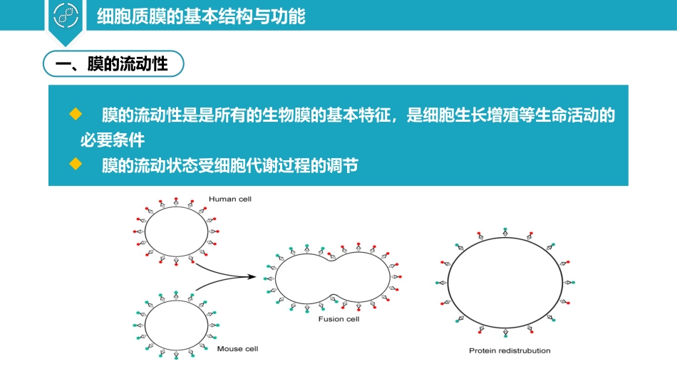 (5)--2.3细胞质膜的基本特征与功能_第3页