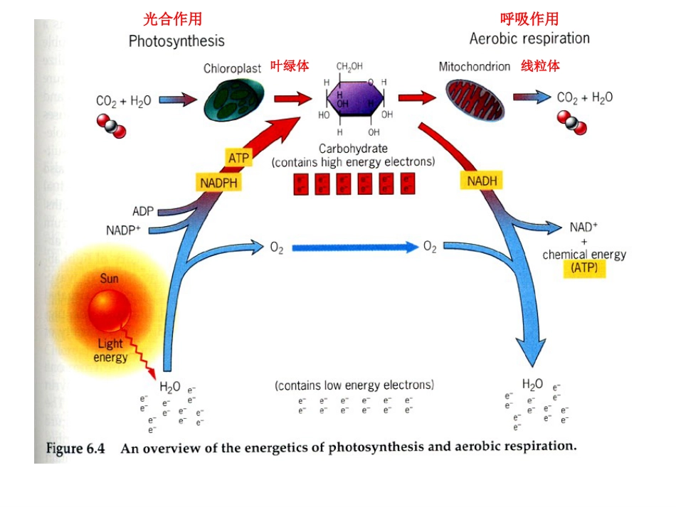 (7.7)--第7章 线粒体和叶绿体_第2页