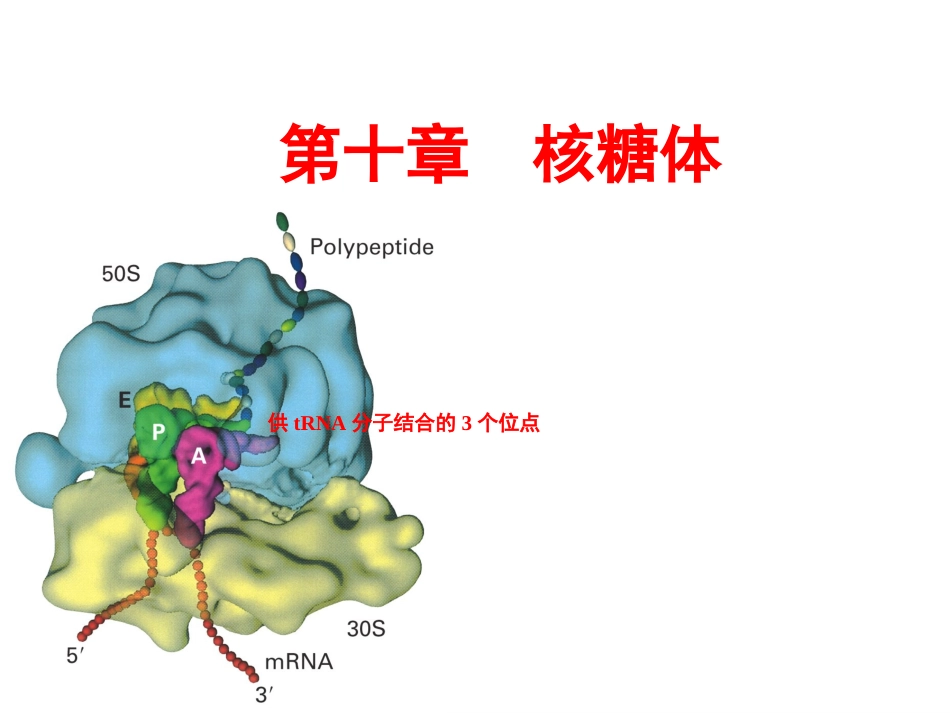 (7.10)--第10章 核糖体细胞生物学_第1页