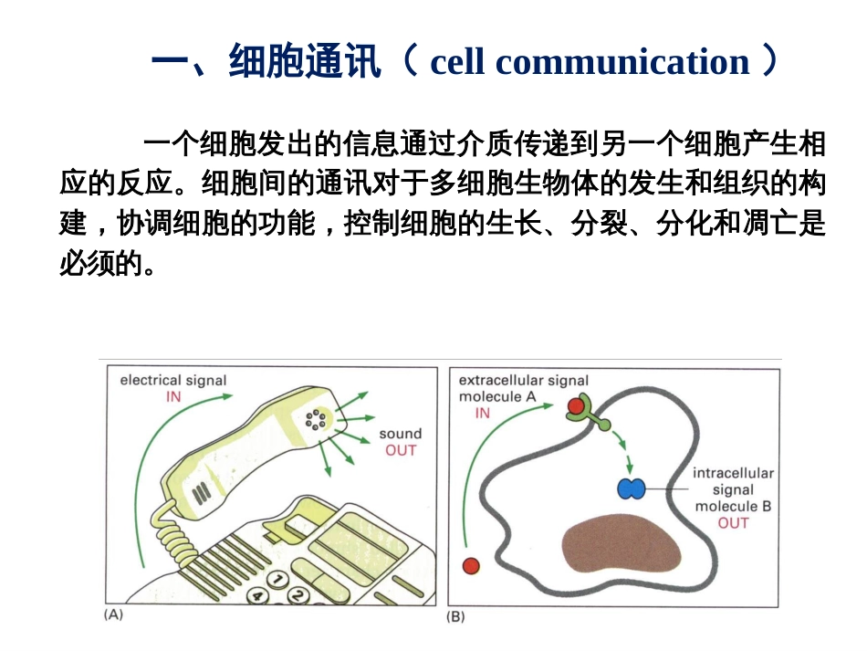 (7.11)--第11章 细胞信号转导_第3页