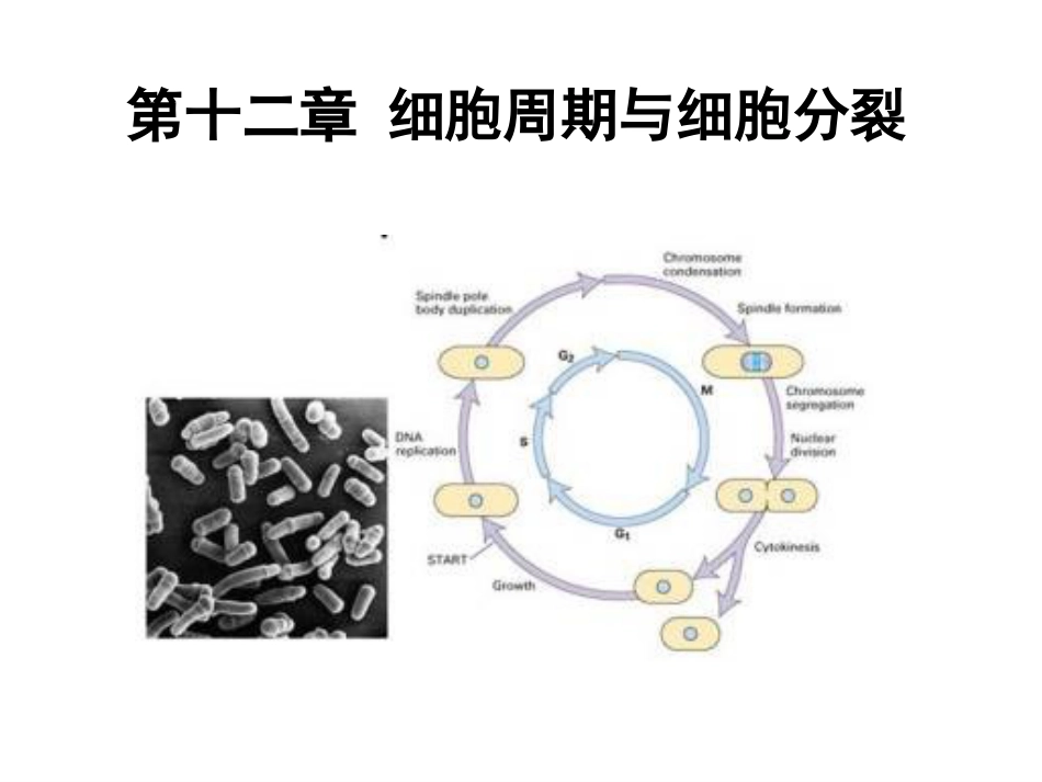 (7.12)--第12章 细胞周期与细胞分裂_第1页