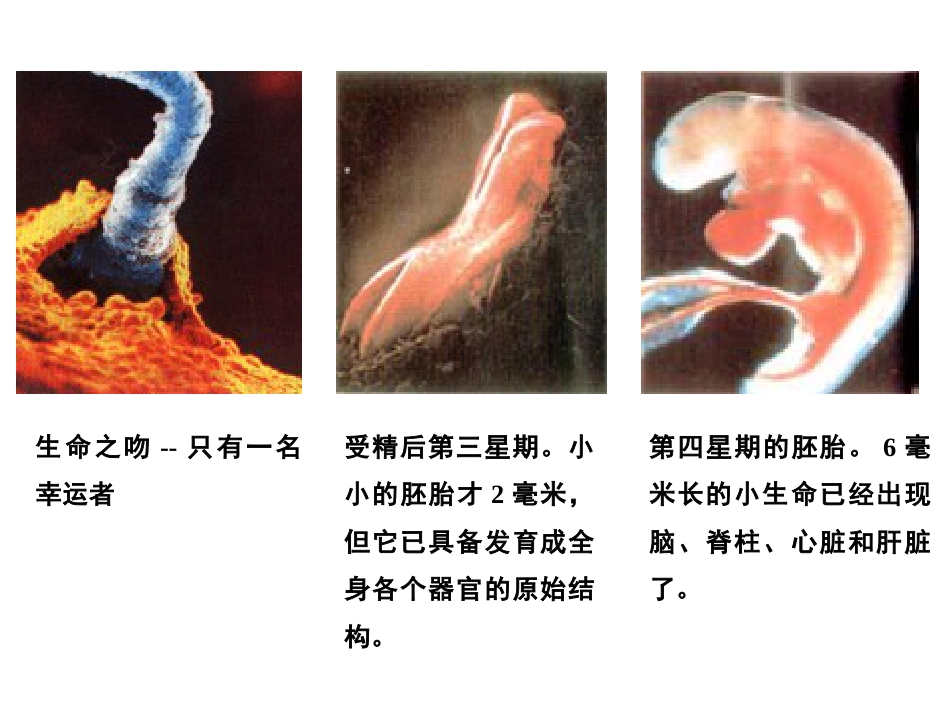 (7.12)--第12章 细胞周期与细胞分裂_第3页