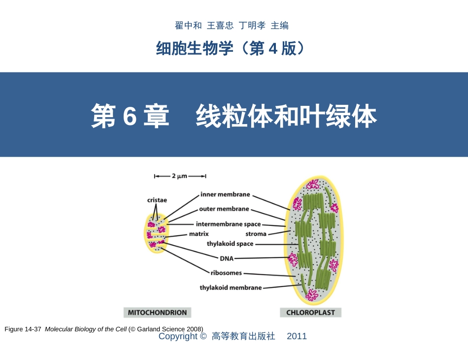 (8.7)--第6章__线粒体和叶绿体1_第1页