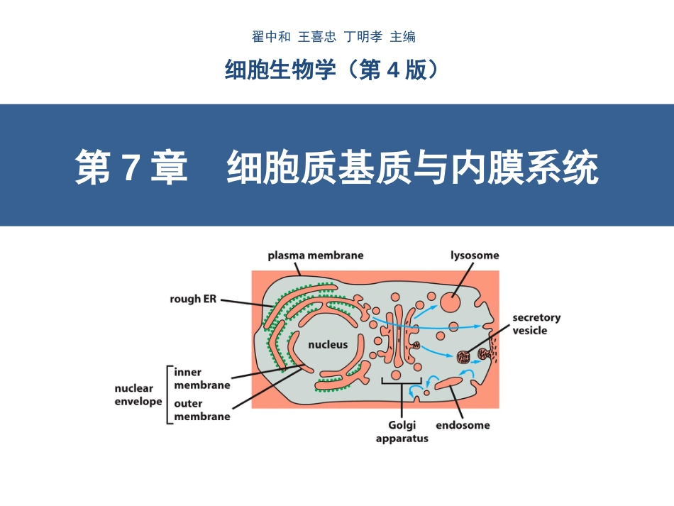 (8.8)--第7章__细胞质基质与内膜系统_第3页