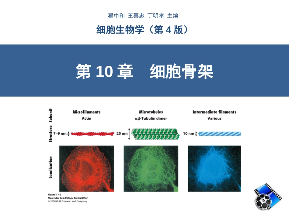 (8.11)--第10章细胞骨架细胞生物学_第2页