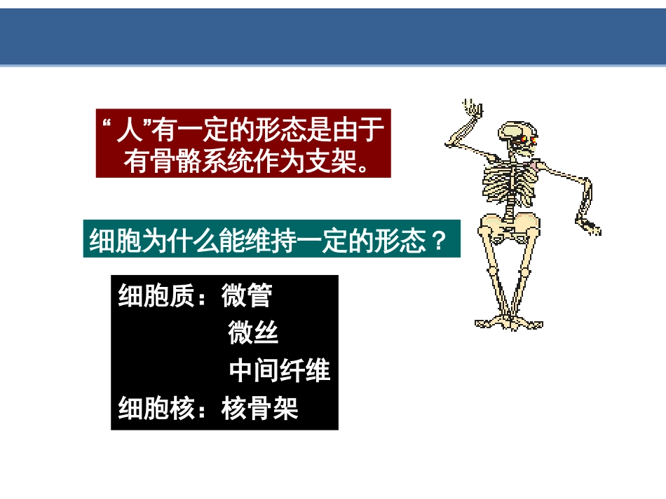 (8.11)--第10章细胞骨架细胞生物学_第3页