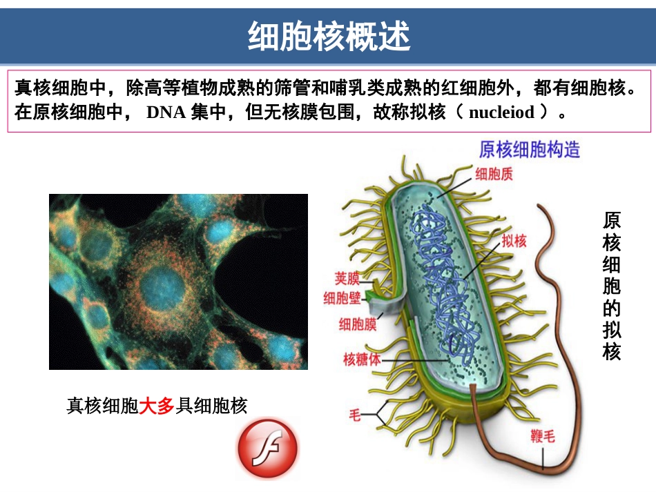 (8.12)--第11章__细胞核与染色质_第3页