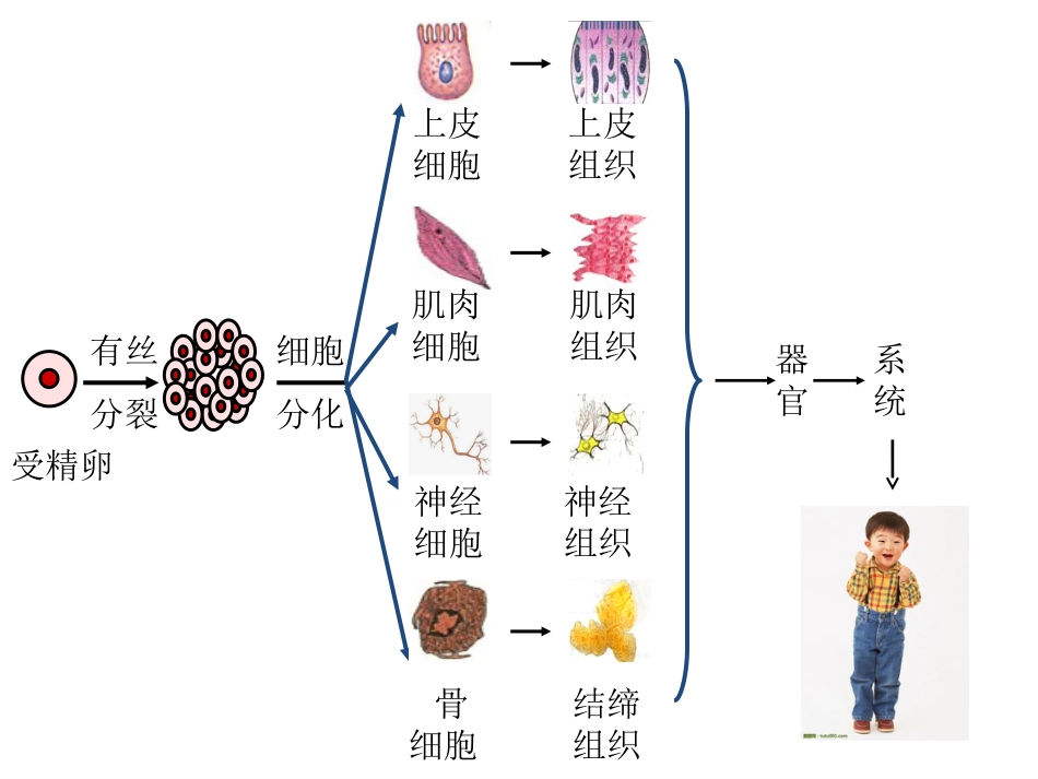 (8.15)--人类衰老的秘密_第3页