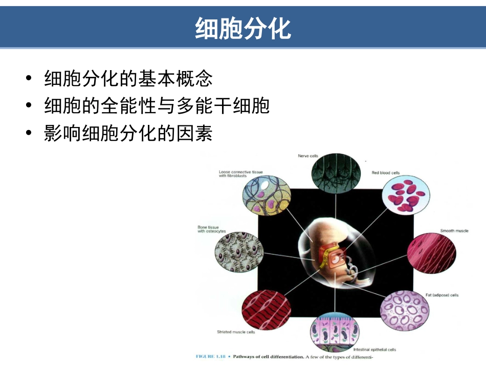 (8.16)--第15章细胞分化与胚胎发育_第3页