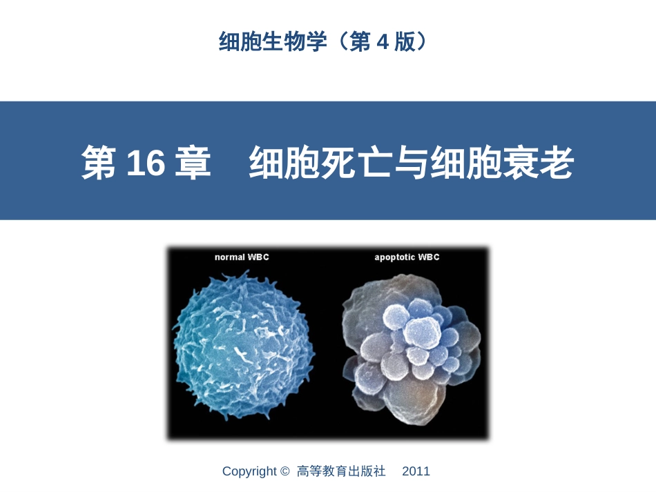 (8.17)--第16章细胞死亡与细胞衰老_第1页