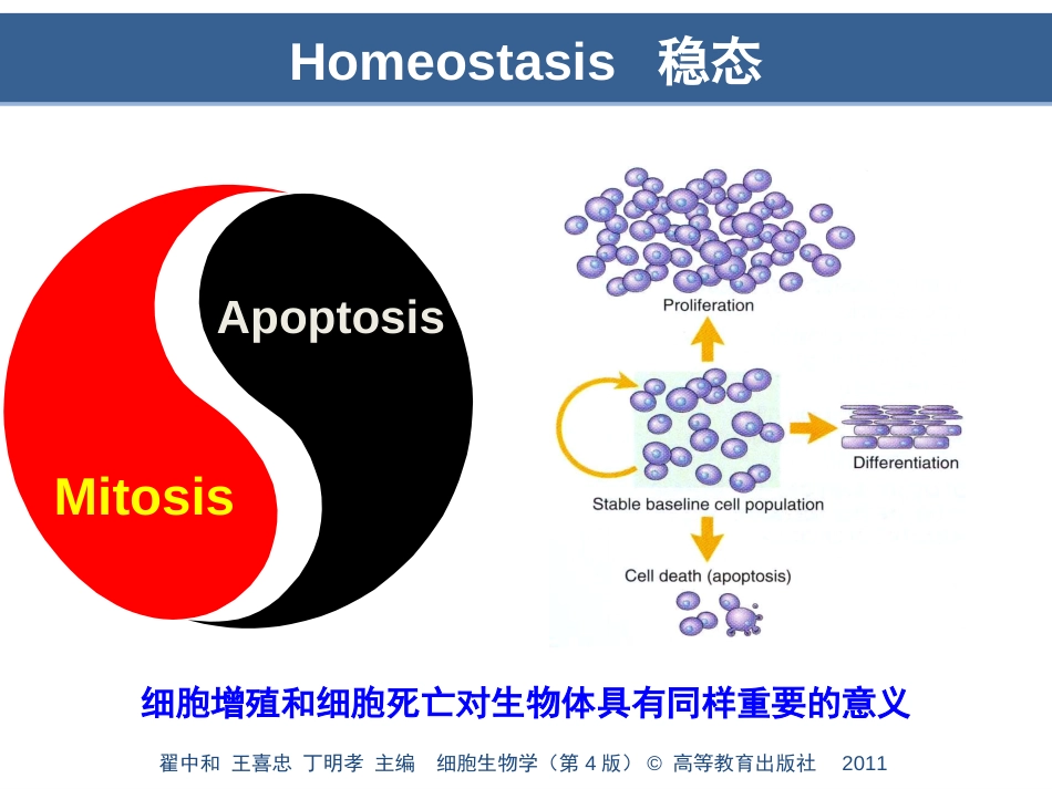 (8.17)--第16章细胞死亡与细胞衰老_第2页