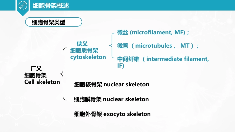 (32)--细胞骨架-微丝结构与组装_第2页