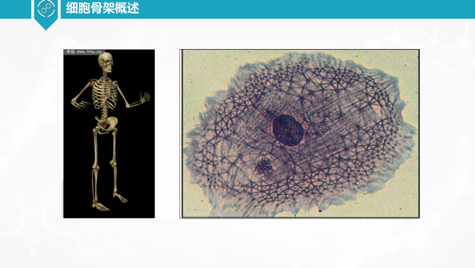 (36)--细胞骨架概述细胞生物学_第2页