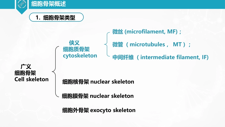 (36)--细胞骨架概述细胞生物学_第3页