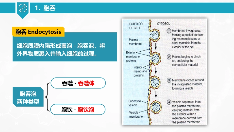 (37)--胞吞和胞吐细胞生物学_第3页