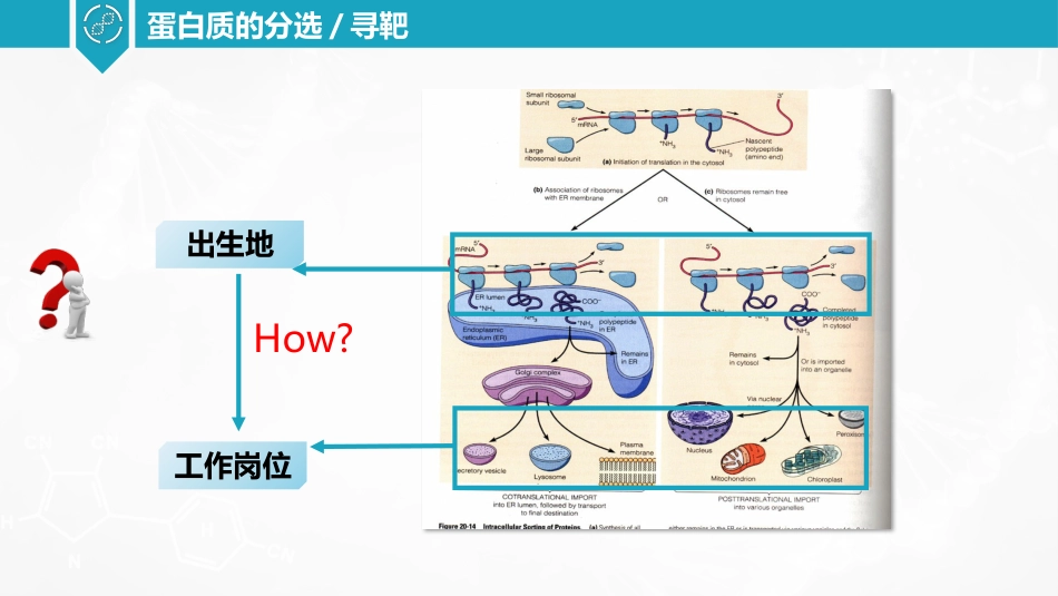 (38)--蛋白分选和信号假说_第3页