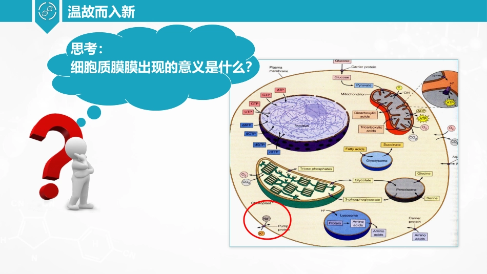 (40)--钠钾泵细胞生物学_第3页