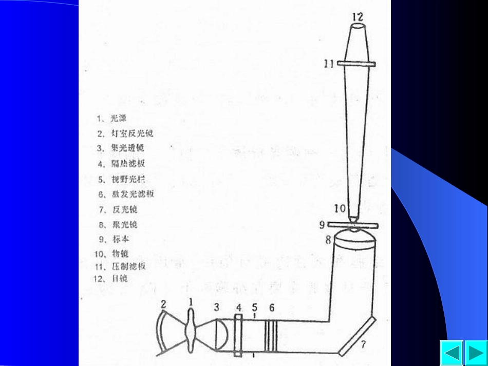 实验一(下)  特殊光学显微镜下的细胞和细胞器_第3页