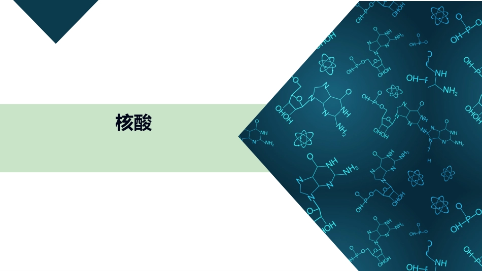 (30)--10-4 核酸有机化学有机化学_第1页