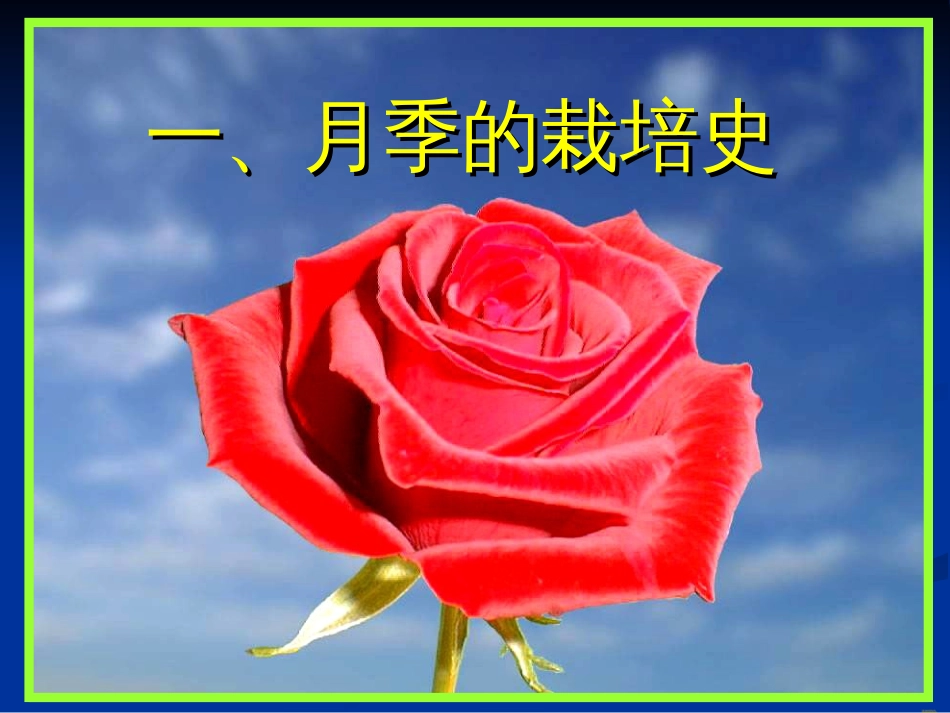 现代月季基础知识_第1页