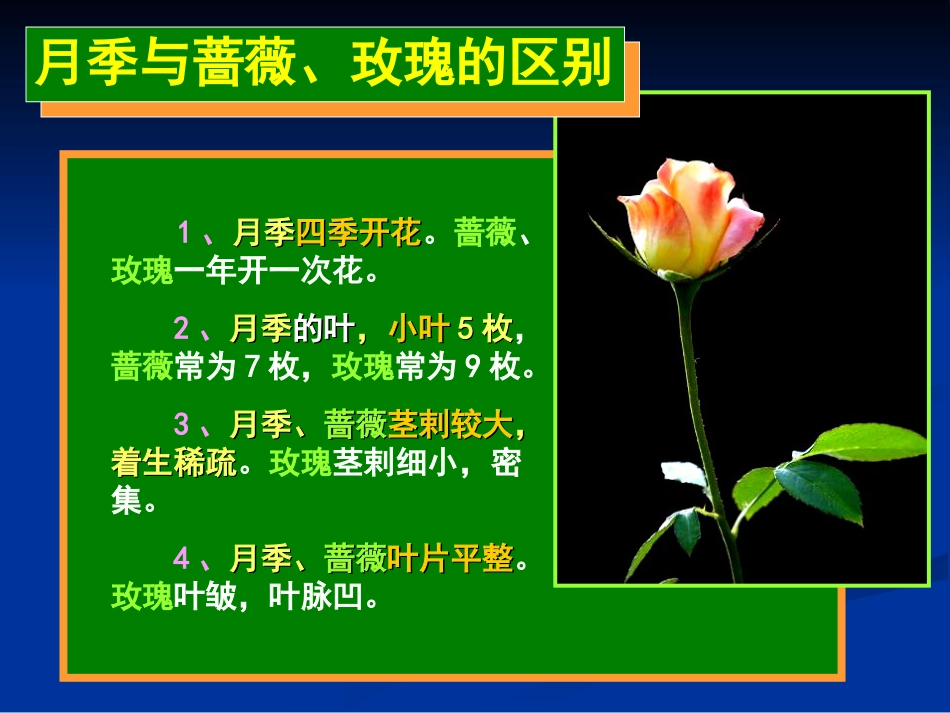 现代月季基础知识_第3页