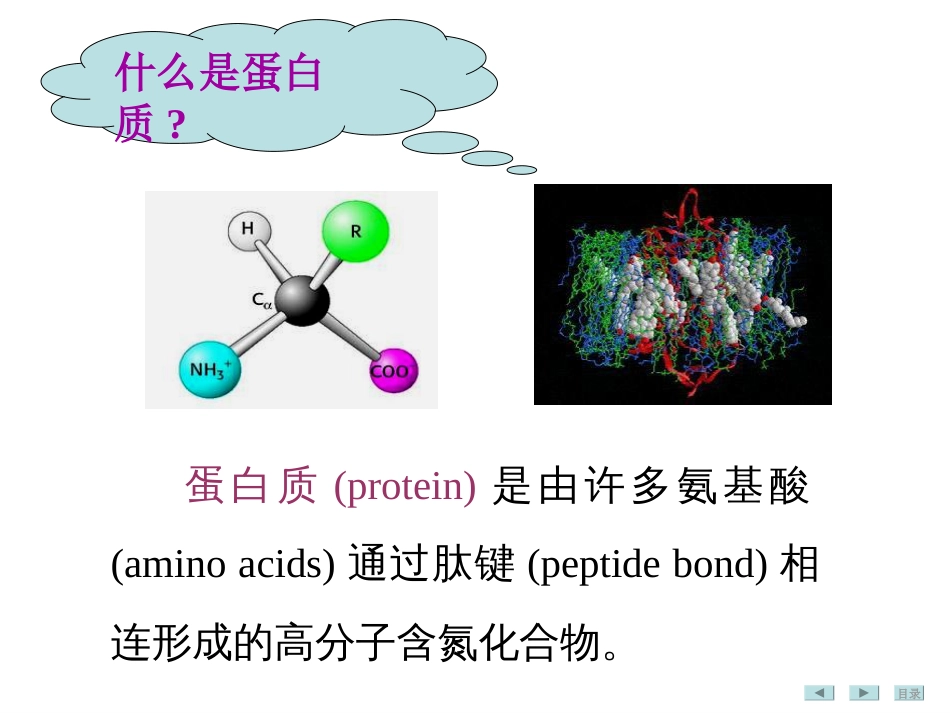 生化 第一章.蛋白质的结构与功能_第2页