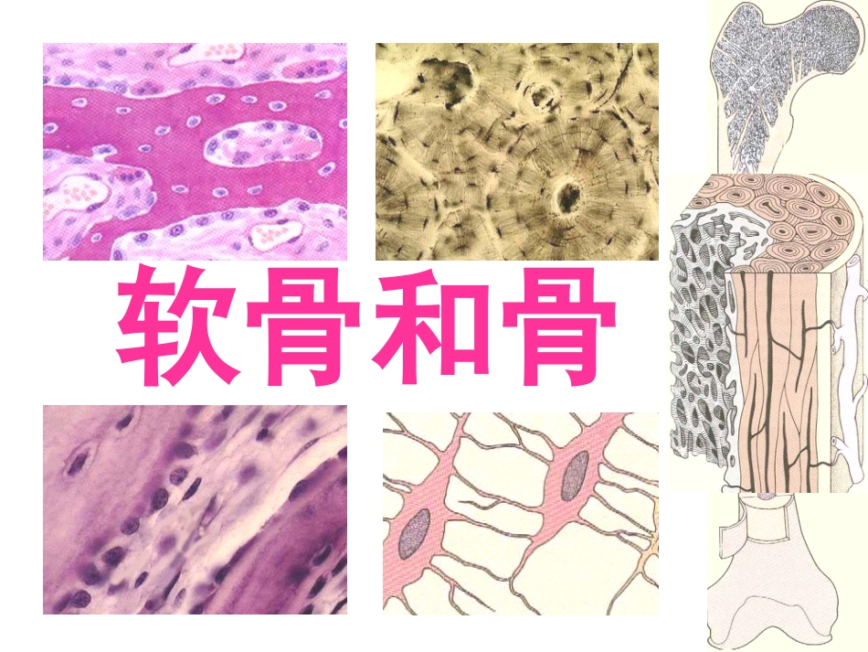 软骨、骨和骨发生1_第1页