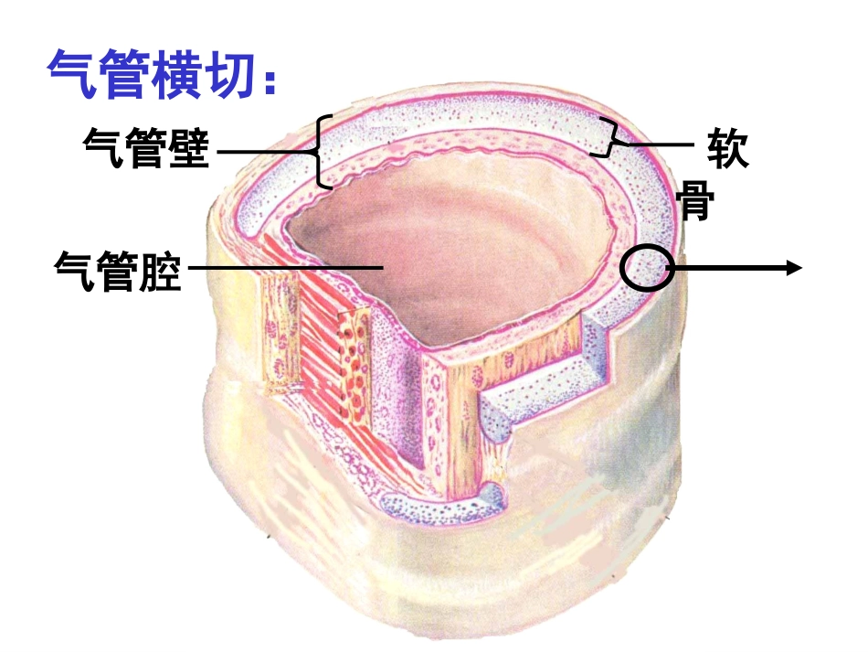 软骨、骨和骨发生1_第3页