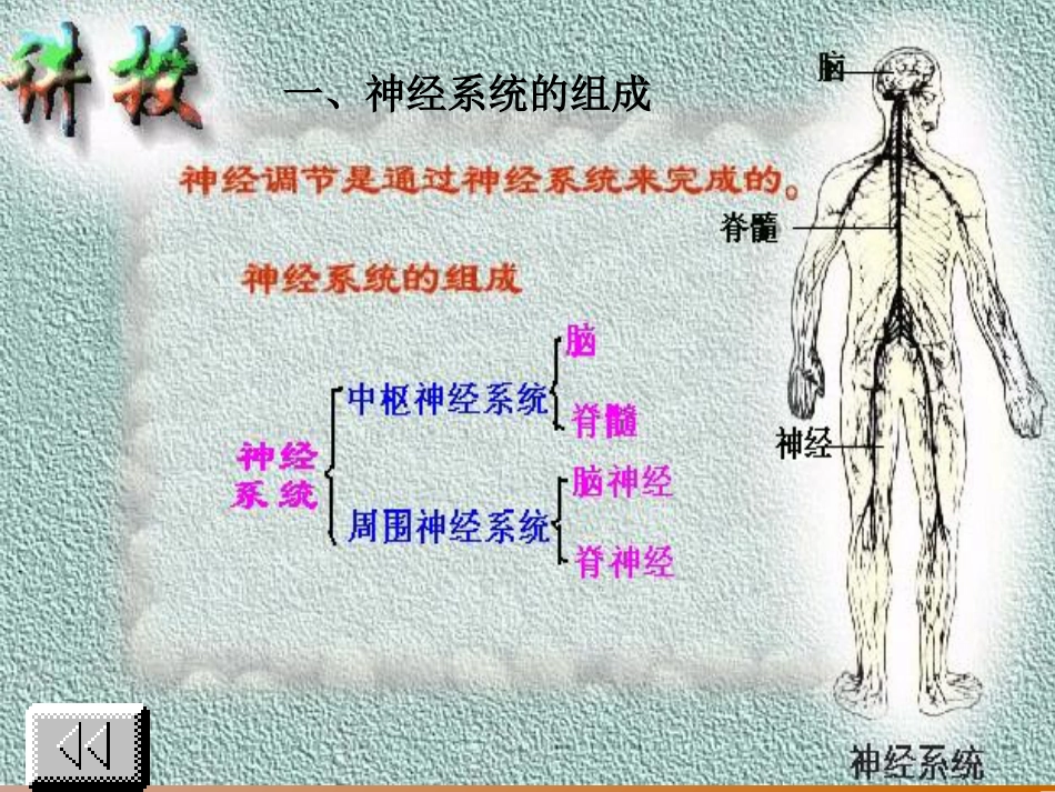 《人体的神经调节》教学课件1_第3页